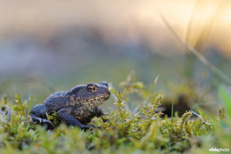 gewone pad bij zonsondergang