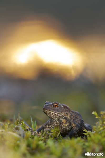 gewone pad bij zonsondergang