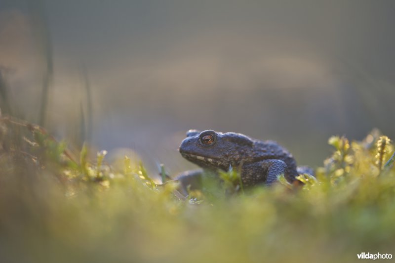 gewone pad bij zonsondergang