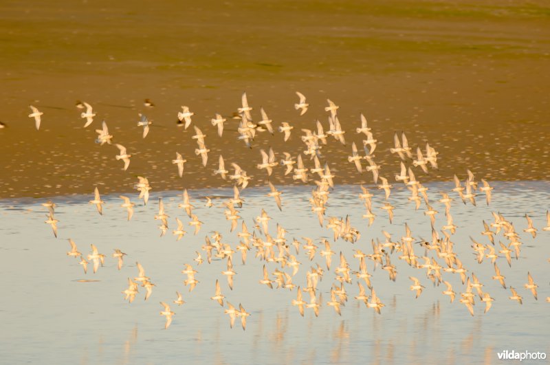 Een vlucht Kanoetstrandlopers
