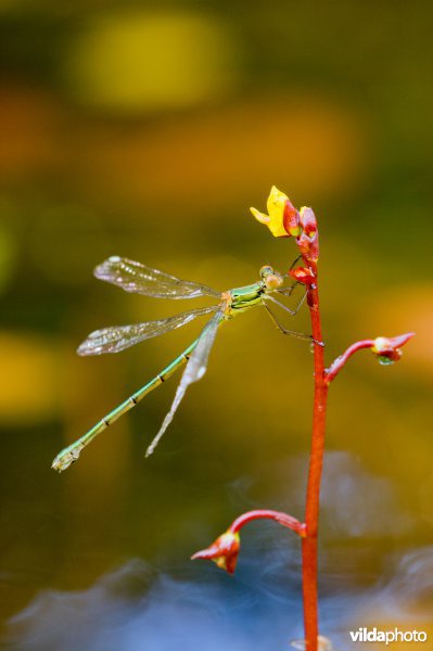 Houtpanserjuffer op Groot blaasjeskruid