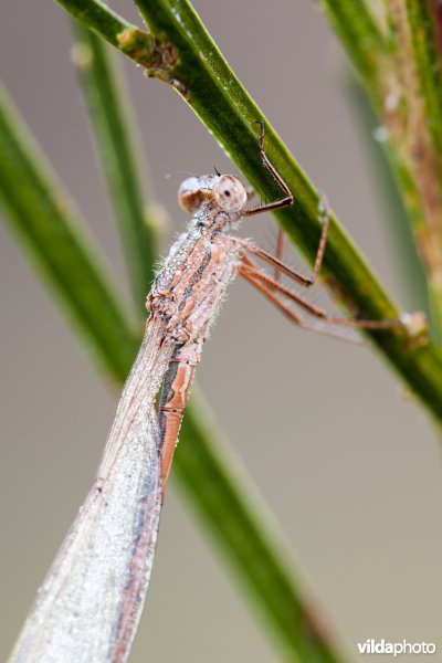Overwinterende Noordse winterjuffer