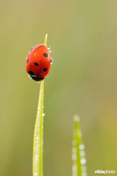 Bedauwd lieveheersbeestje