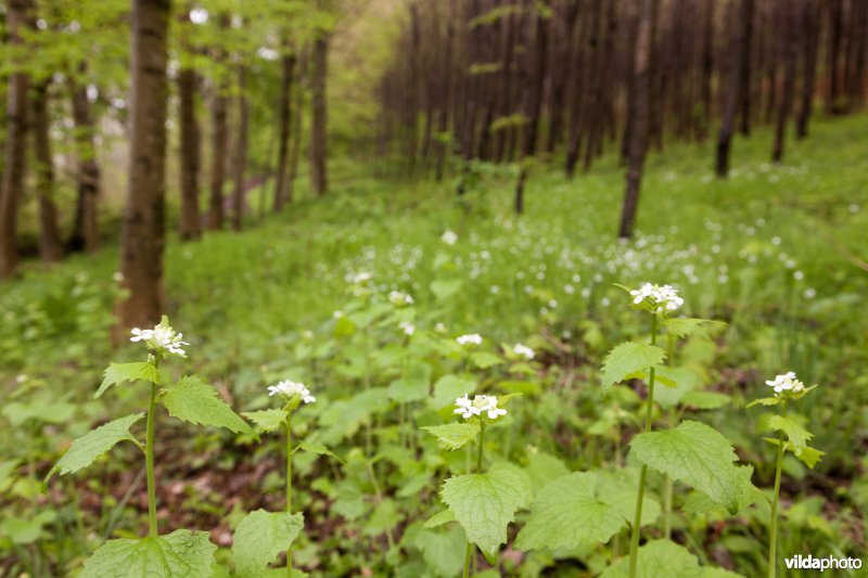 Alserbos