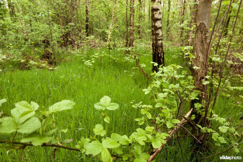 Alserbos