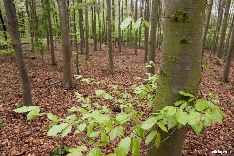 Alserbos