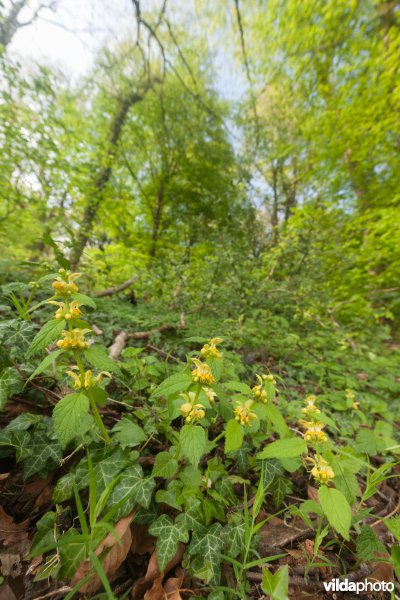 Veursbos-Roodbos-Vossenaerde