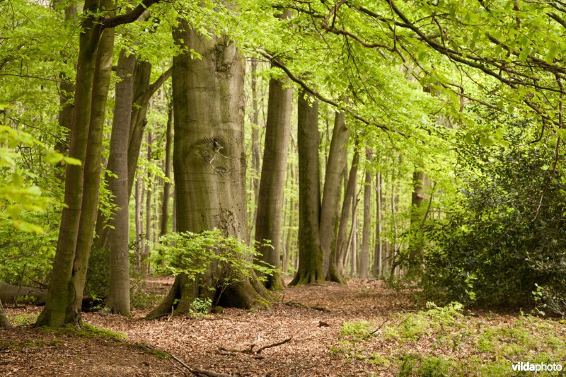 Veursbos-Roodbos-Vossenaerde
