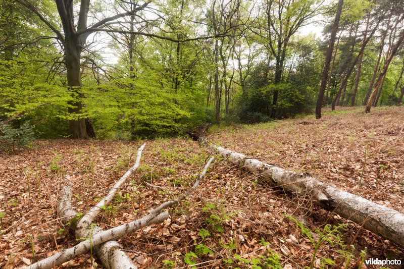 Veursbos-Roodbos-Vossenaerde