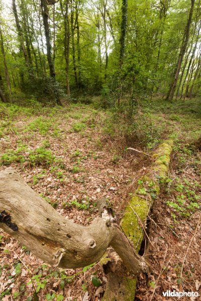 Veursbos-Roodbos-Vossenaerde