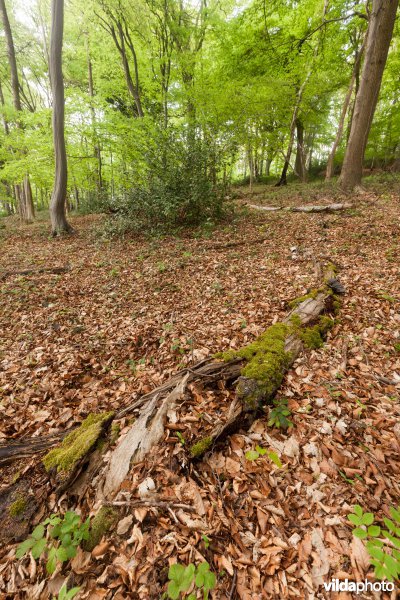 Veursbos-Roodbos-Vossenaerde