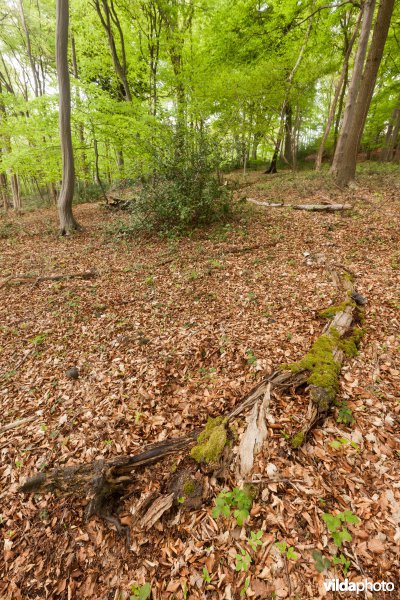 Veursbos-Roodbos-Vossenaerde