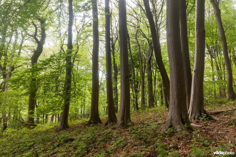 Veursbos-Roodbos-Vossenaerde