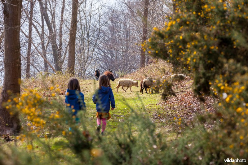 Wandelen tussen de schapen