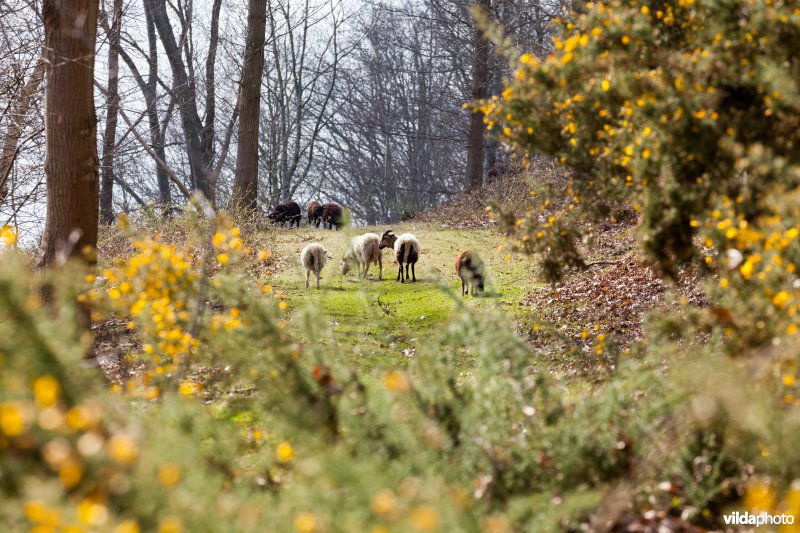 Schapenbegrazing