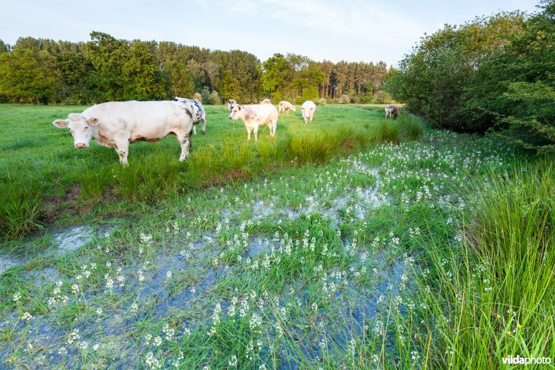 Koeien aan oude meander