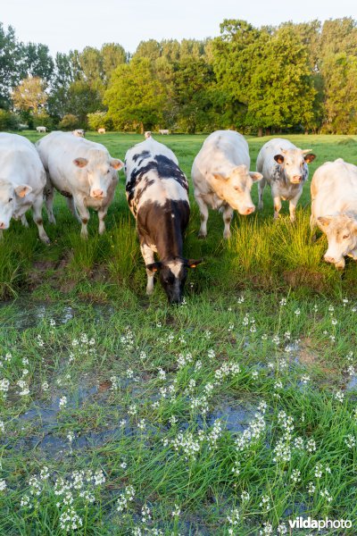 Koeien aan oude meander