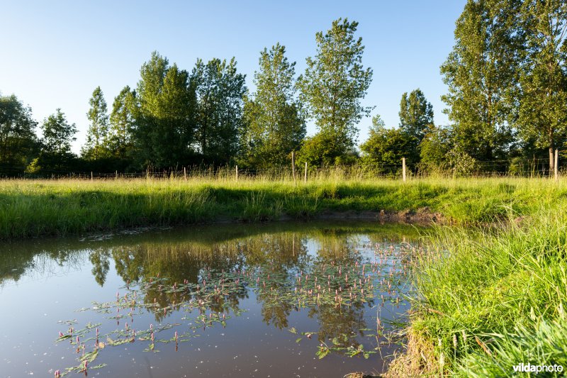 Poel voor de Getedraak