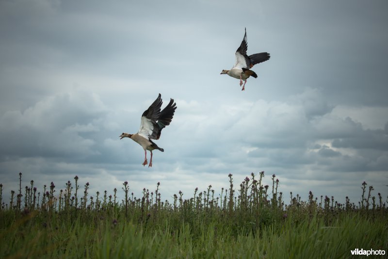 Nijlganzen landen in distelveld