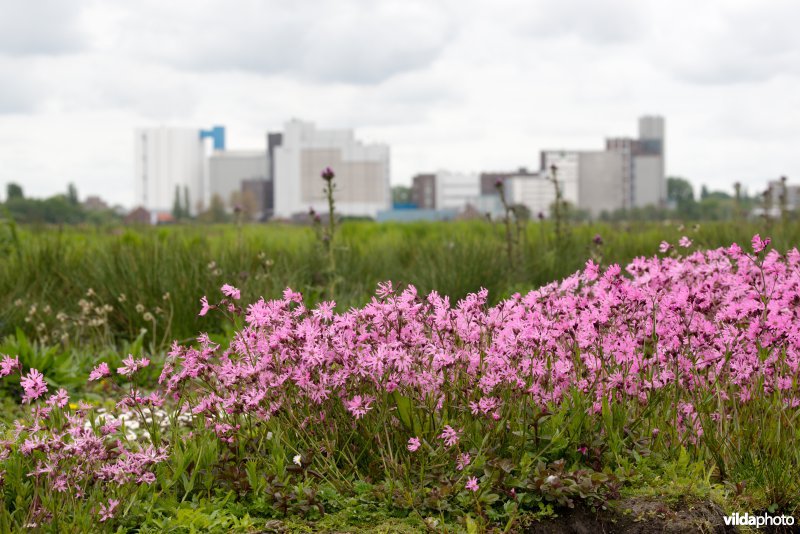 Echte koekoeksbloem