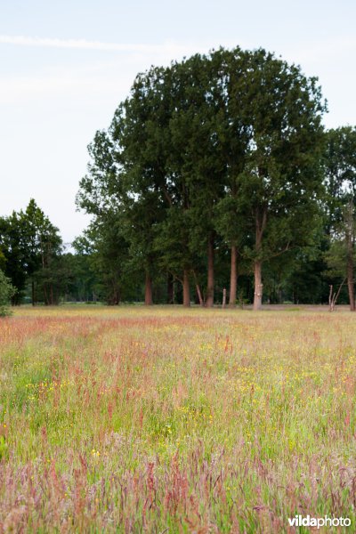 Bloemrijk grasland
