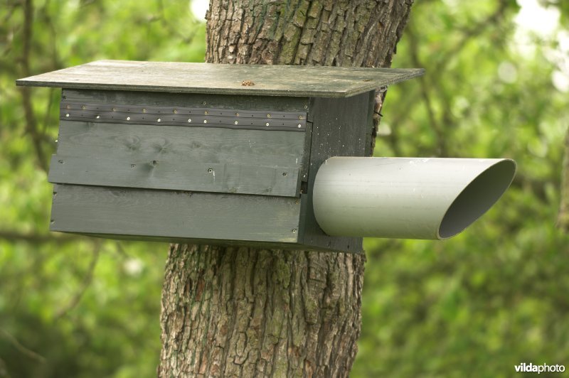 Nestkast voor steenuil, beveiligd tegen marterbezoek