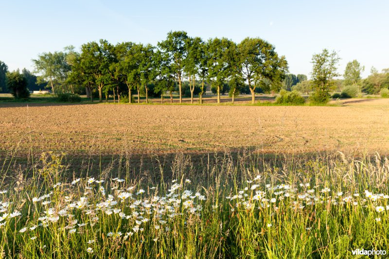 Barebeekvallei