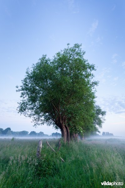 Knotwilgen in de ochtendnevel