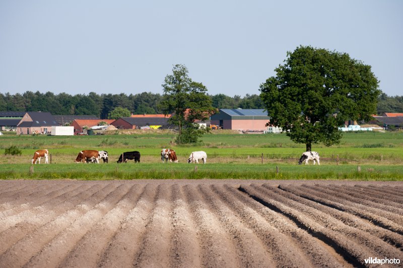 Landbouwlandschap