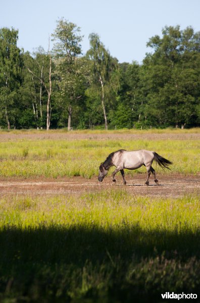 Begrazing door paarden