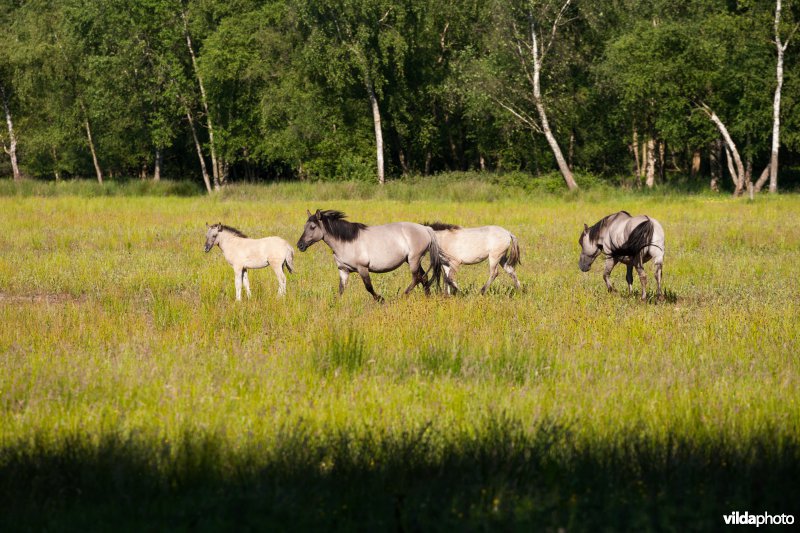 Begrazing door paarden