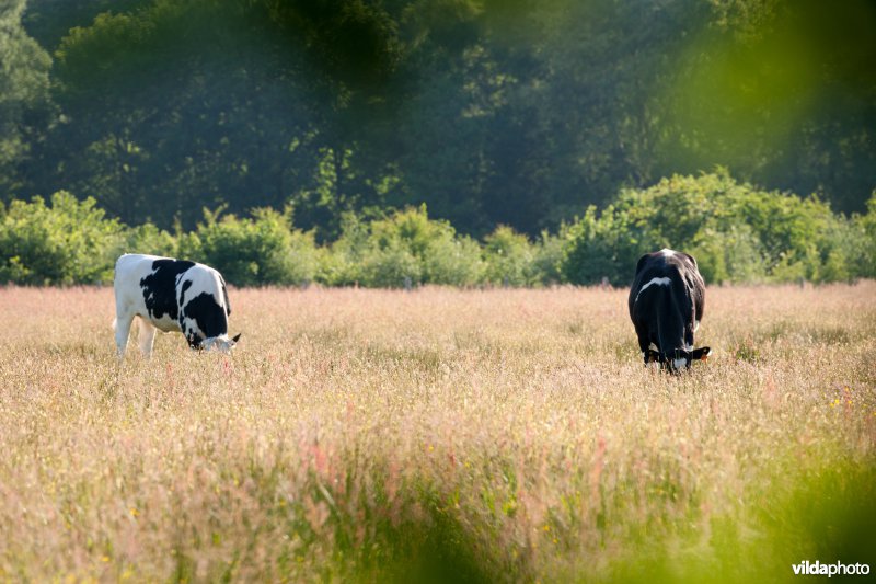 Extensieve begrazing