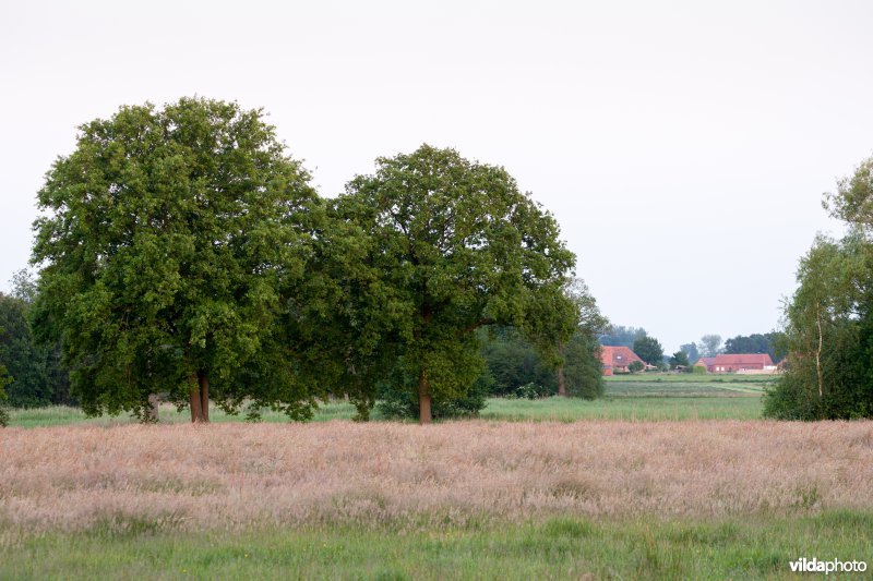 Extensief landbouwlandschap