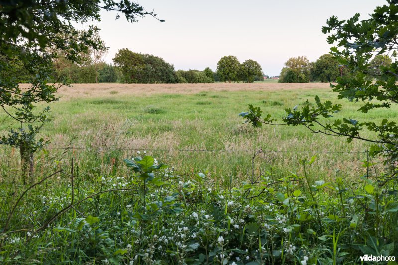 Extensief landbouwlandschap