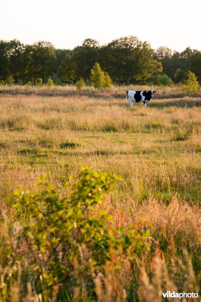 Extensieve begrazing