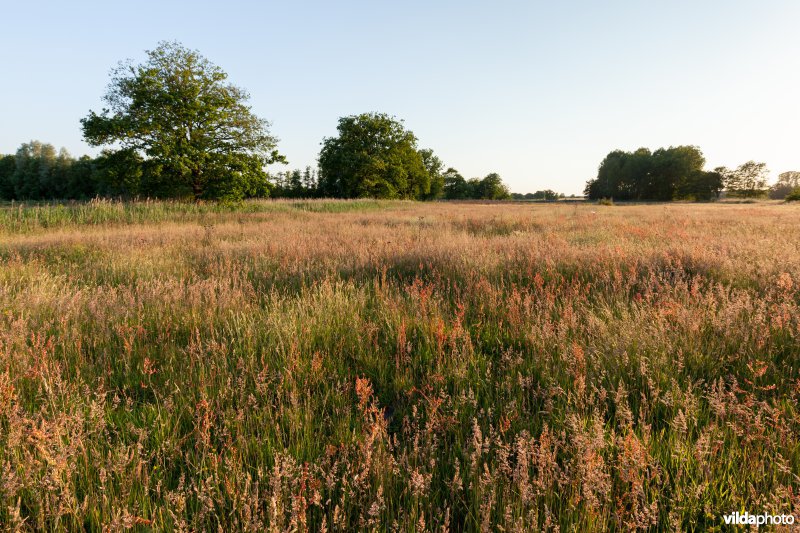 Vochtig grasland