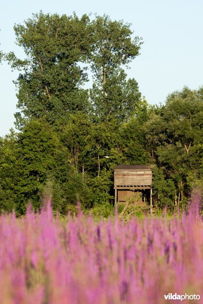 Vogelkijktoren