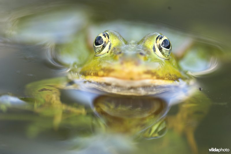 Groene kikker