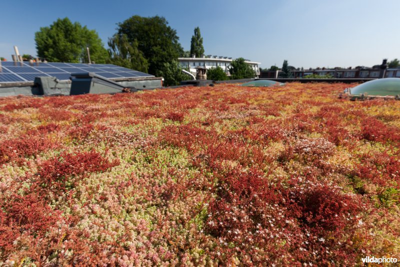 Groendak in stedelijke omgeving