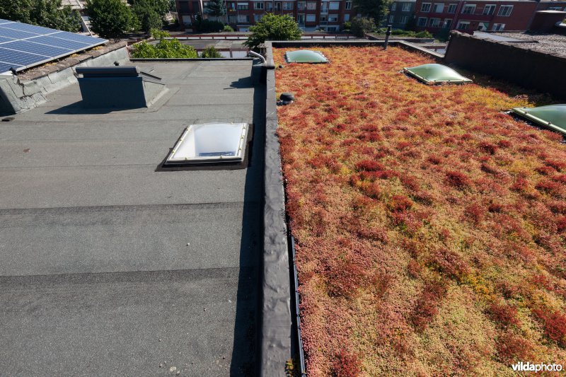 Groendak in stedelijke omgeving
