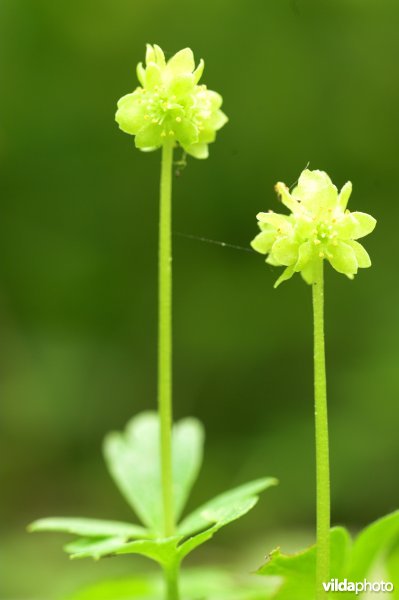 Muskuskruid