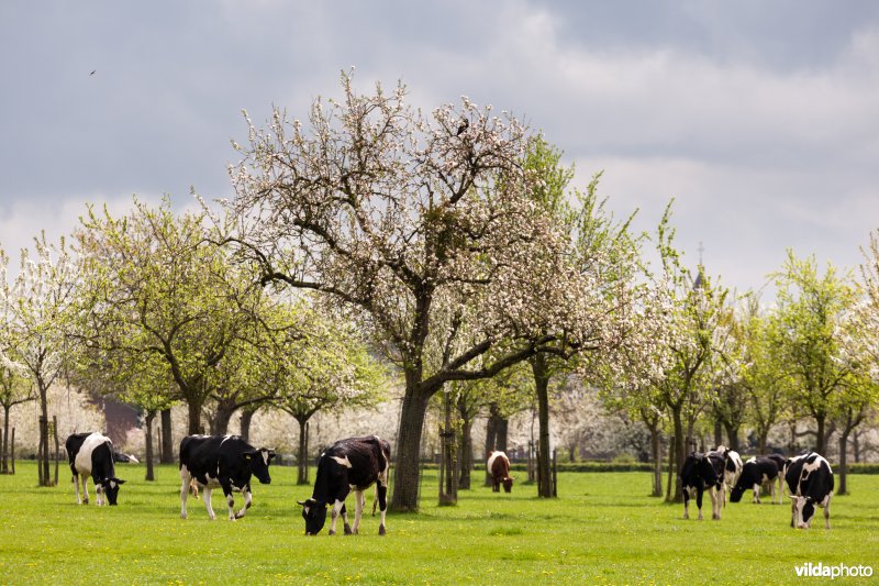 Boomgaard met koeien