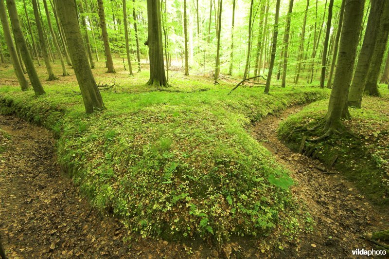 Bosreservaat Kersselaerspleyn