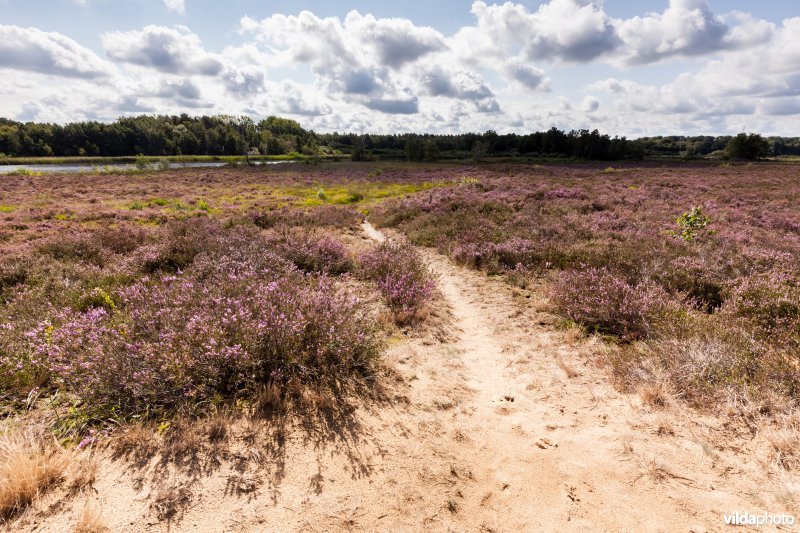 Wandelpad op de heide