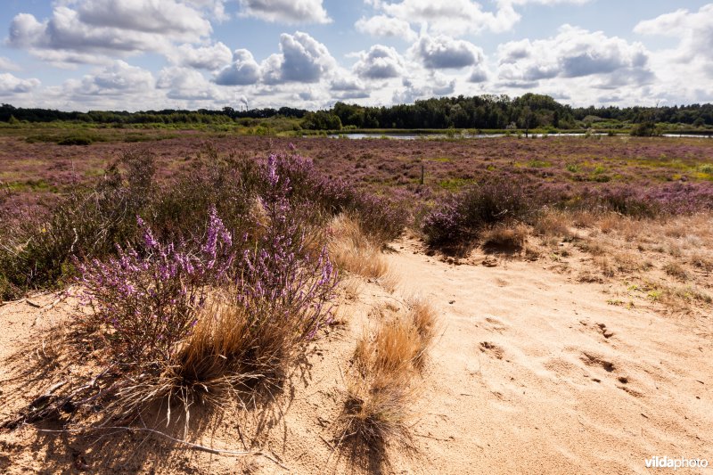 Bloeiende struikheide op een landduin