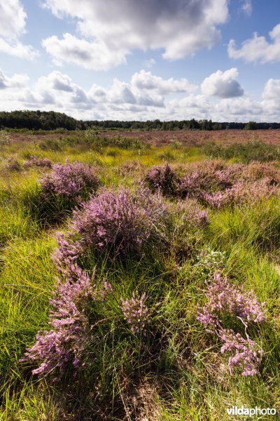 Bloeiende heide