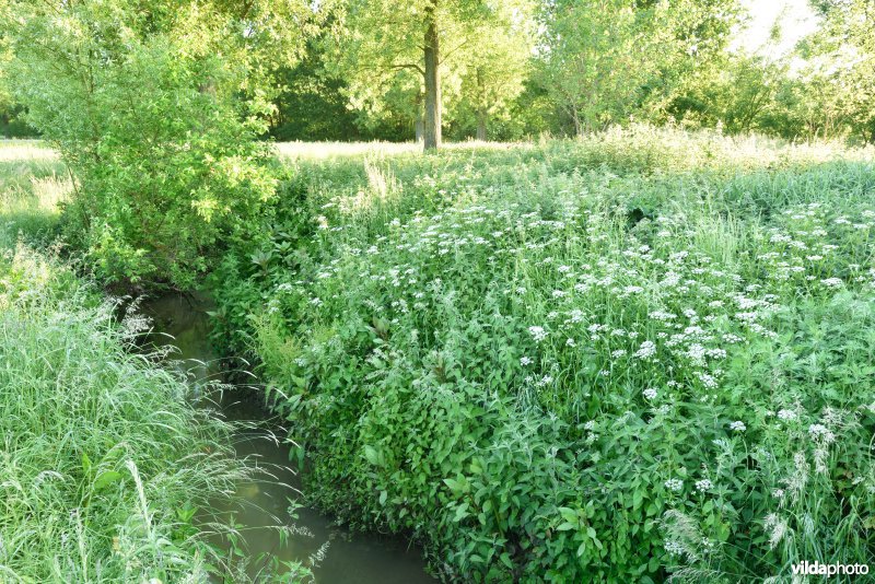 Natuurreservaat Jansveld langs de Zwalm