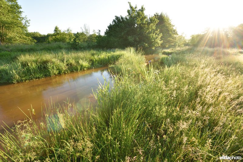 Natuurreservaat De Vennen