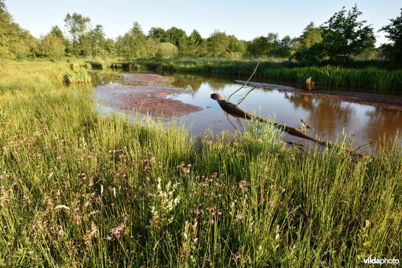 Natuurreservaat De Vennen