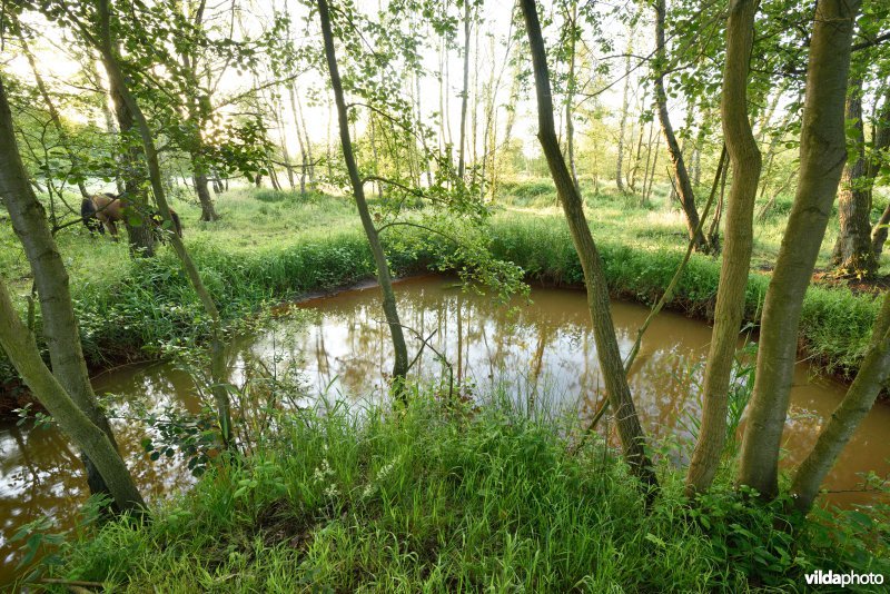 Natuurreservaat De Vennen